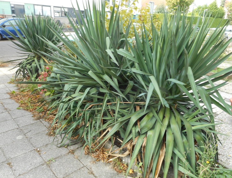 Yucca recurvifolia.jpeg