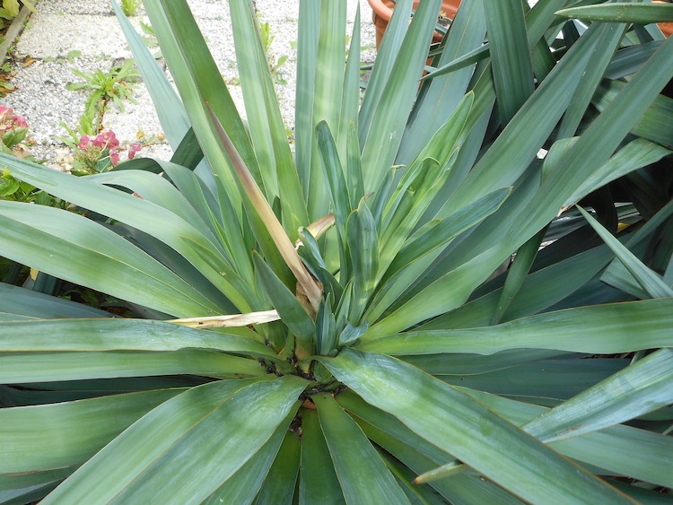 Yucca recurvifolia detail.jpeg