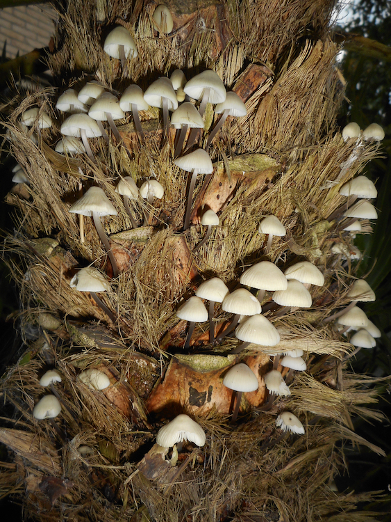 Zwammen op stam Chamaerops.jpeg