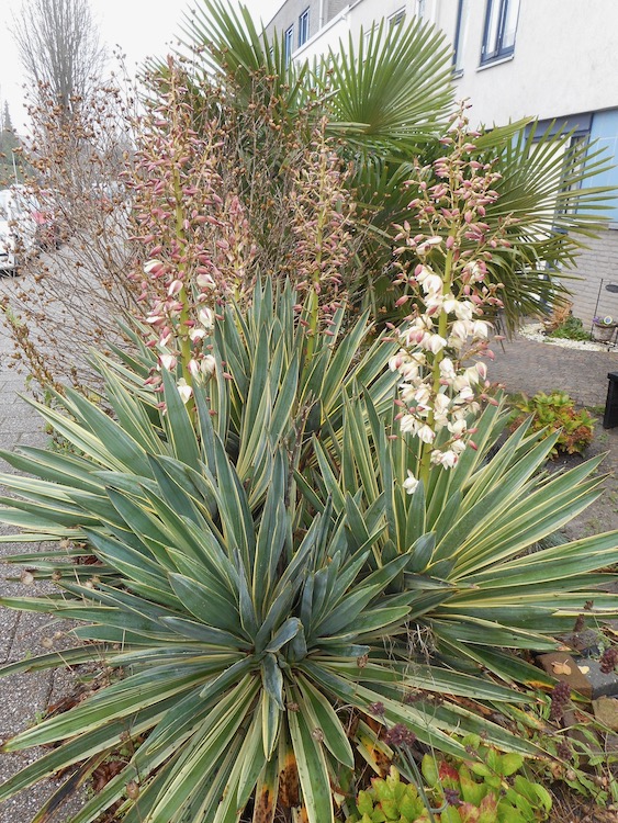 Yucca gloriosa var. d.d. 27-11-'20.jpeg