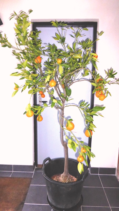 Citrus Ugli zaailing.JPG