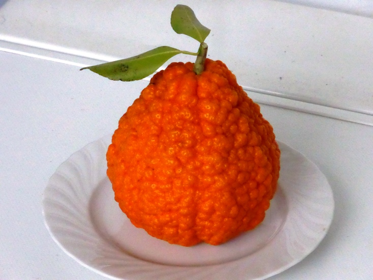 Citrus Ugli vrucht.JPG