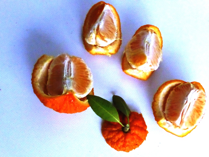 Citrus Ugli vrucht open.JPG