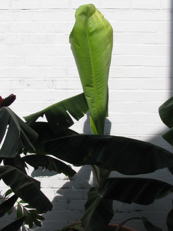 Musa 1000 fingers.JPG