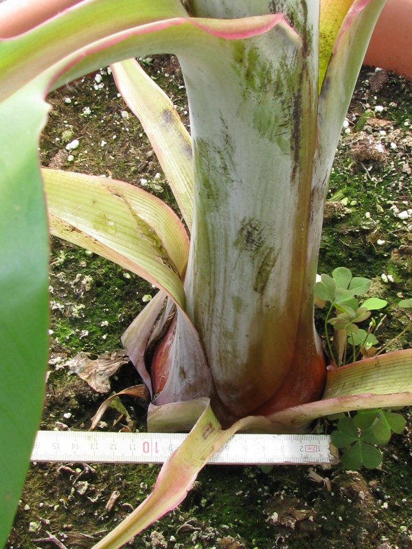 Musa 1000 fingers stam.JPG