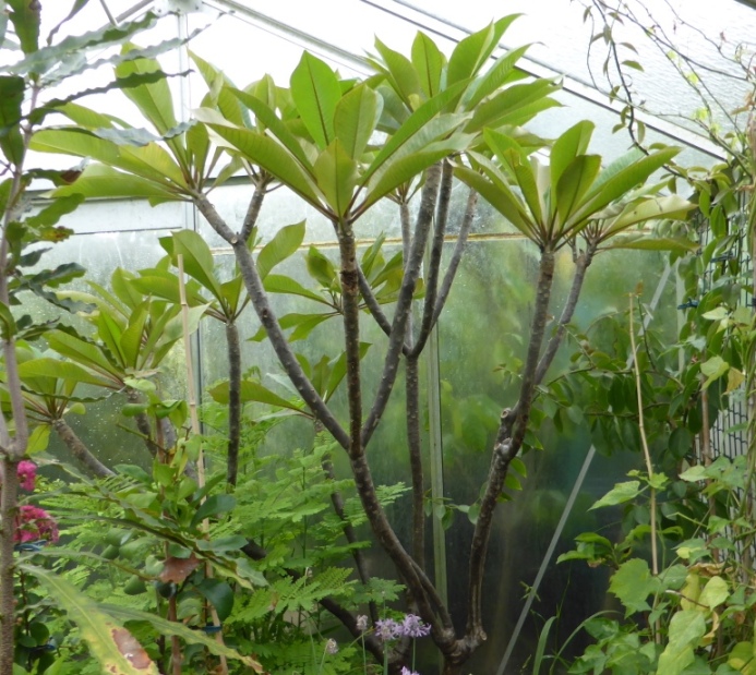 Plumeria rubra.jpg