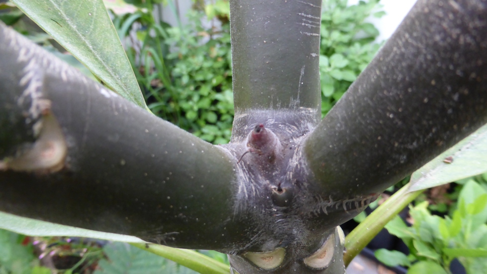 Bloemknop Plumeria.jpg