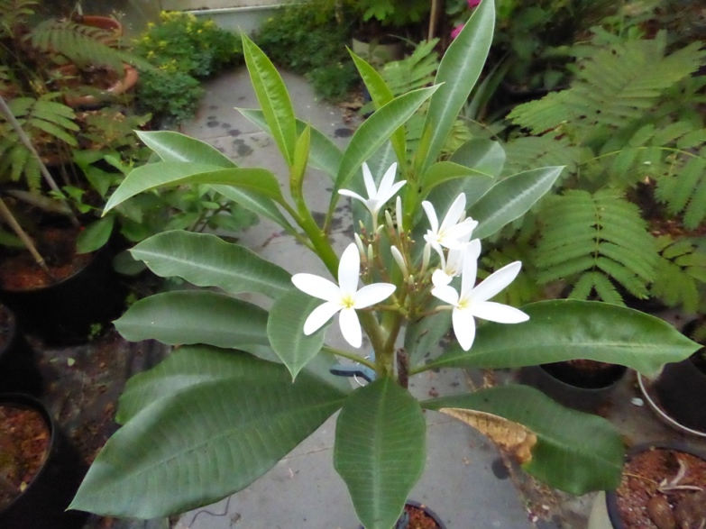 Plumeria cubanensis.jpg