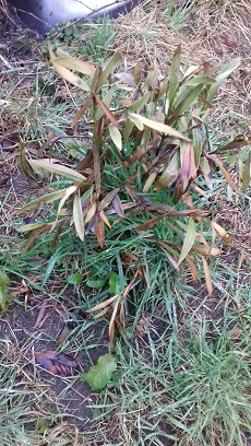 oleander.jpg
