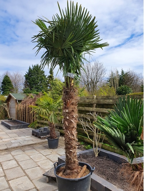 Trachycarpus f en w.jpg