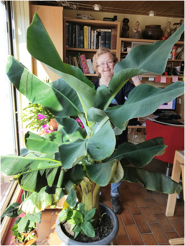 banaan midden maart 2021.jpg