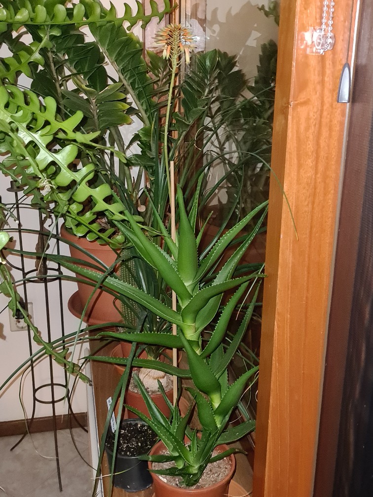 20210519_Aloe Delaetii plant.jpg