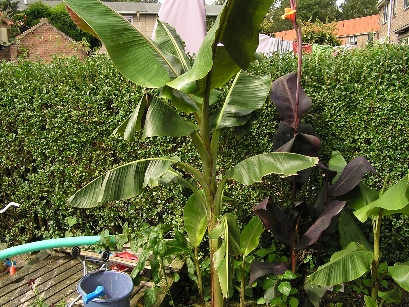 Herschaalde kopie van musa 13september2010 001.jpg