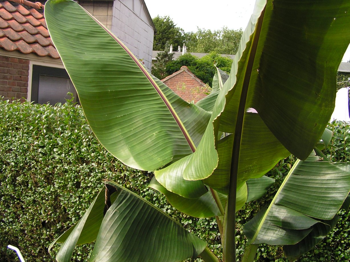 Herschaalde kopie van musa 13september2010 002.jpg
