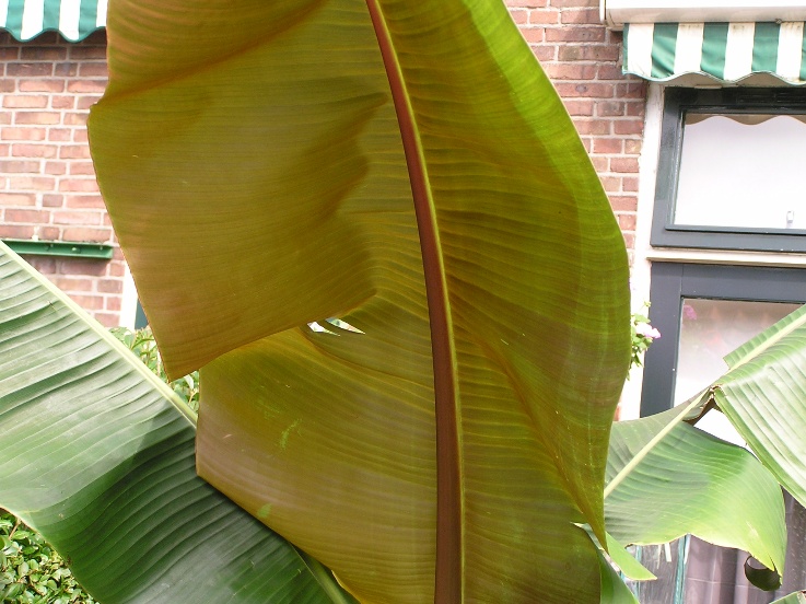 Herschaalde kopie van musa 13september2010 003.jpg