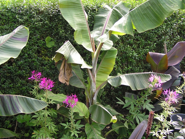 Herschaalde kopie van musa 13september2010 004.jpg