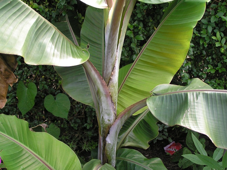 Herschaalde kopie van musa 13september2010 005.jpg