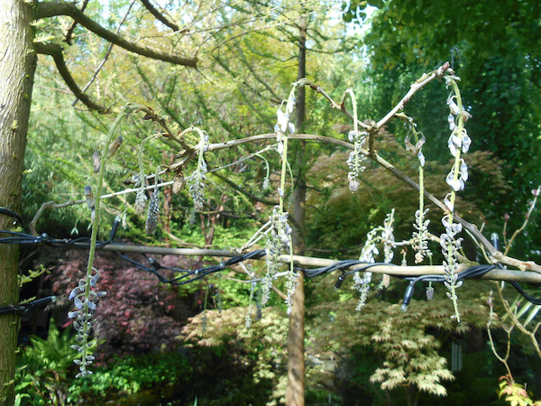 Wisteria floribunda 'Issai'.jpeg