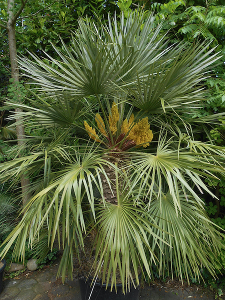 Chamaerops humilis vrl.jpeg