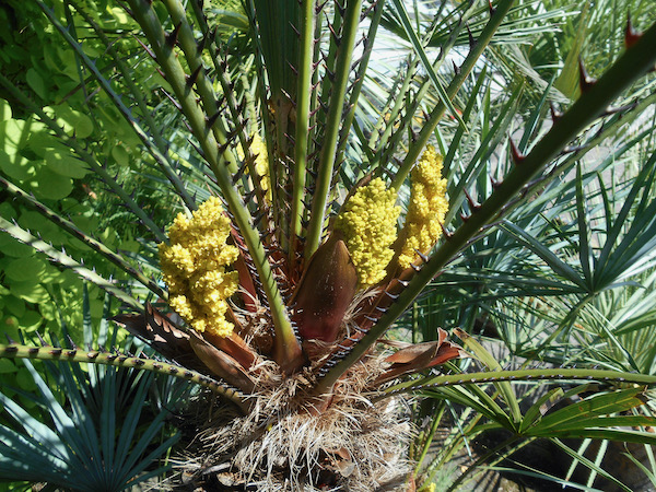 Chamaerops humilis mnl.jpeg
