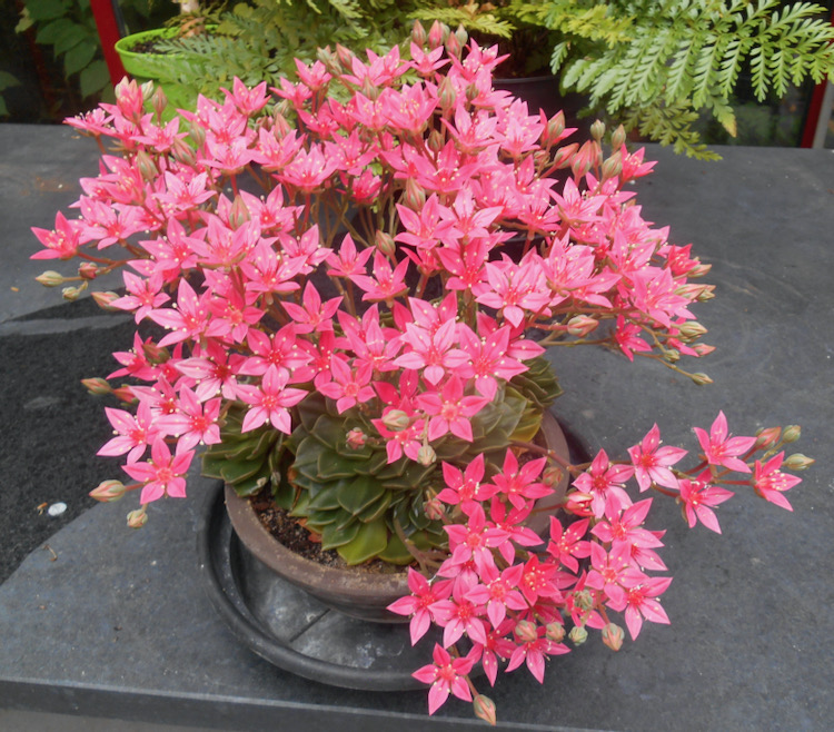 Graptopetalum bellum.jpeg