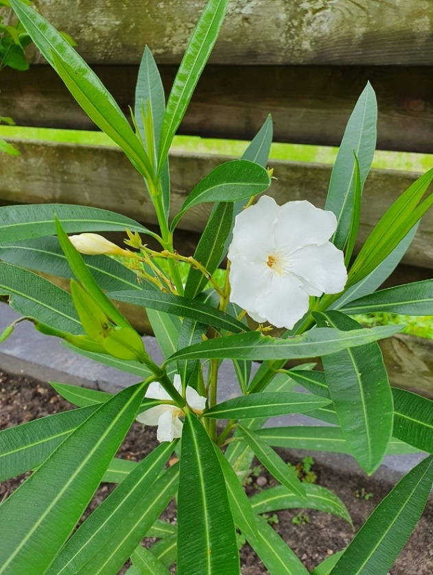 Oleander wit jul21.jpg