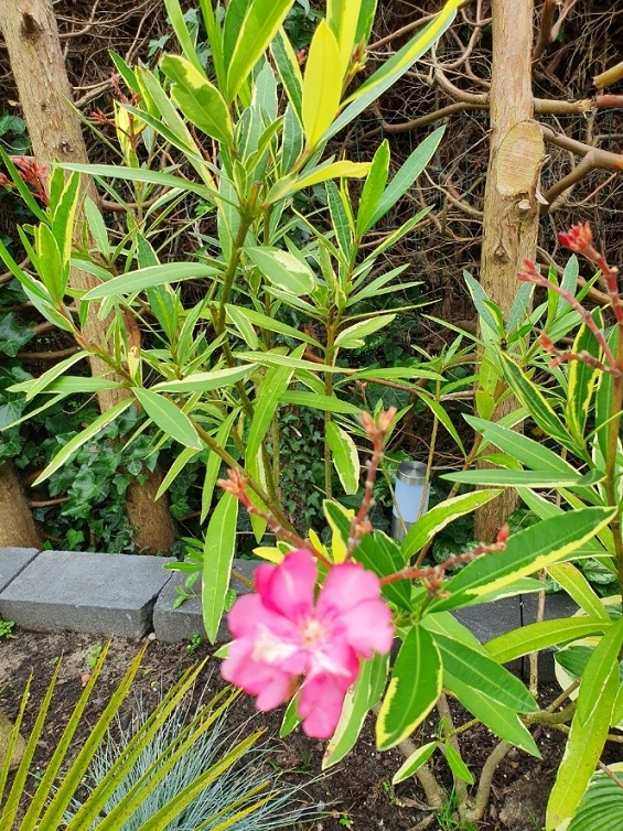 Oleander dubbel rose variegata jul21.jpg