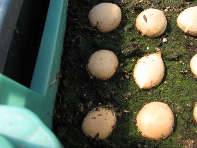 cycas revoluta kiemling.JPG