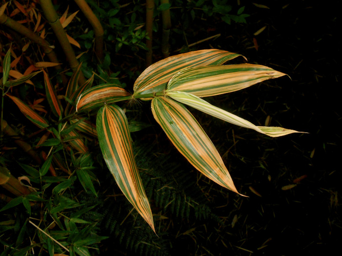 Phyllostachys bambusoides 'Castillonis'.jpeg