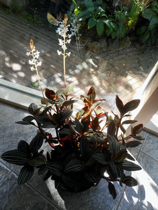 Ludisia discolor.jpeg