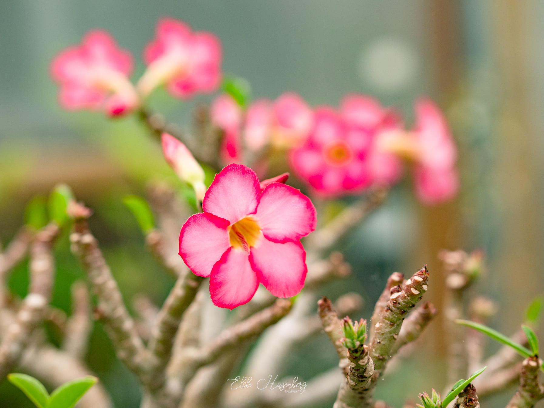 Adenium3.jpg