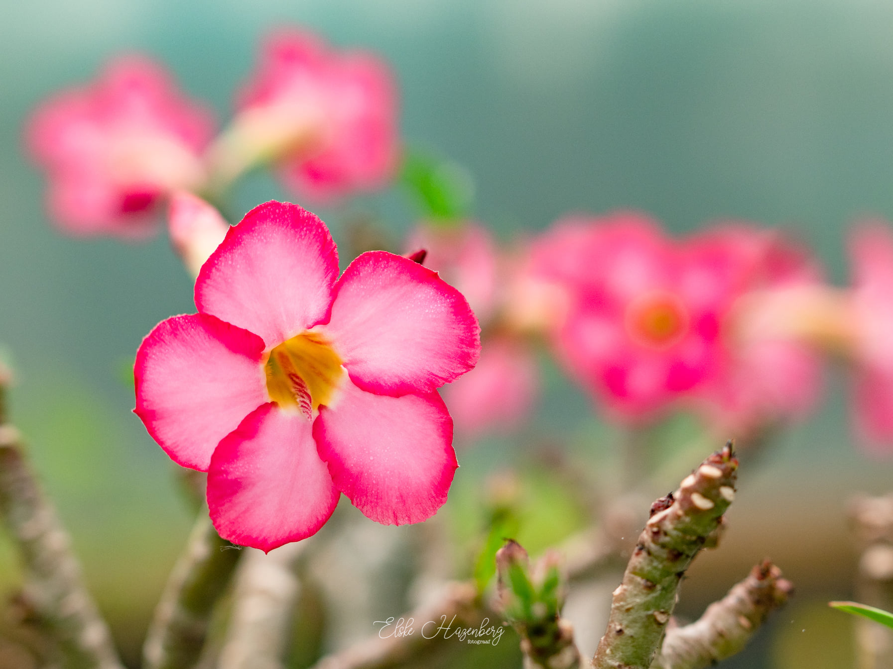 Adenium4.jpg