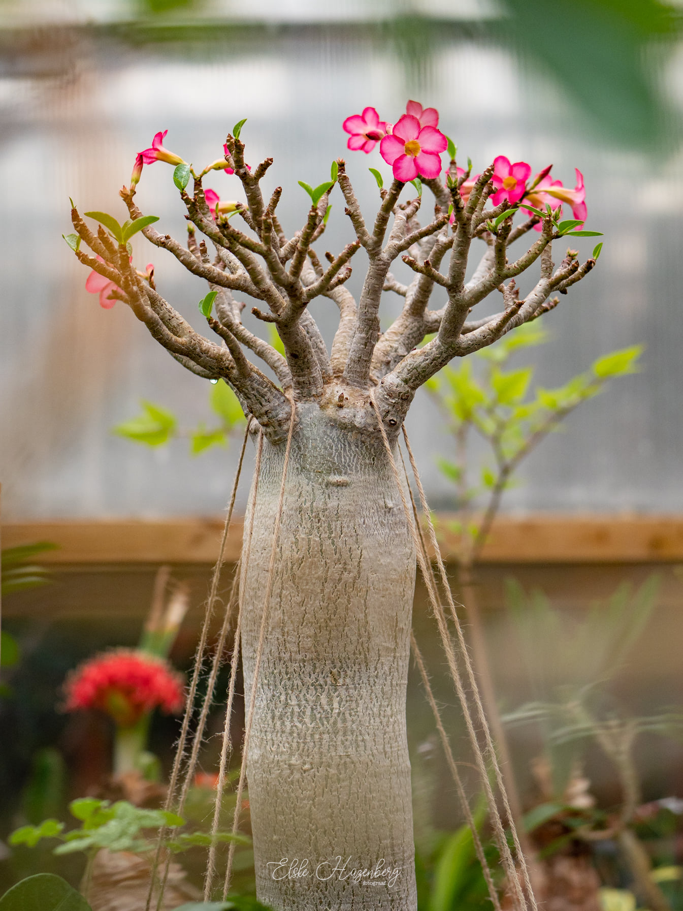 Adenium5.jpg