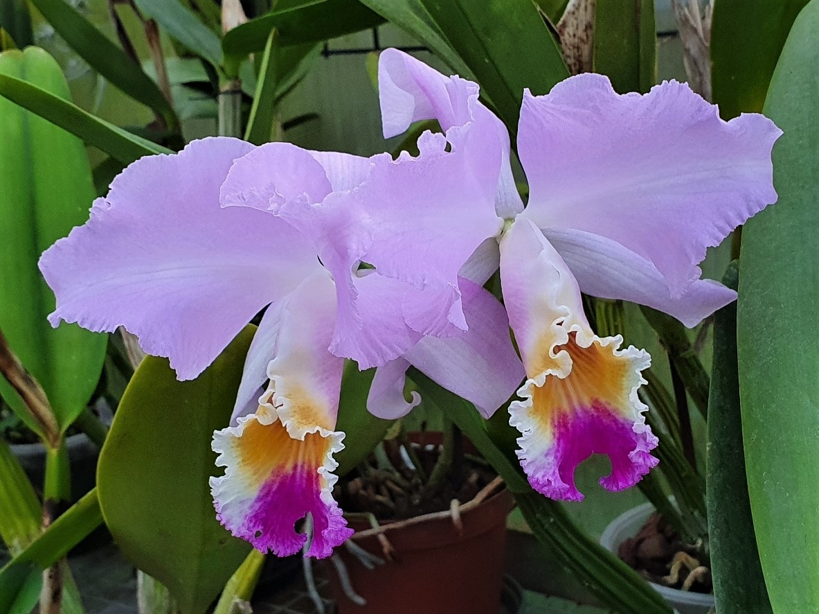 C mendelii 2 jun21.jpg