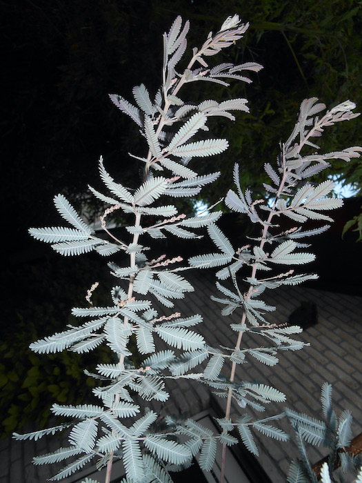 Acacia baileyana 'Purpurea'.jpeg
