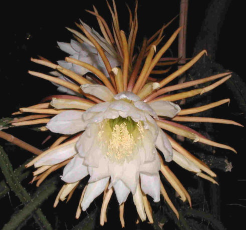 Selinicereus grandiflorus.png