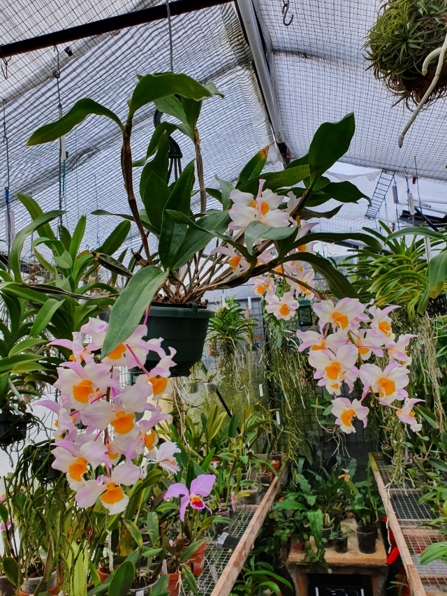Dendrobium farmeri.jpg