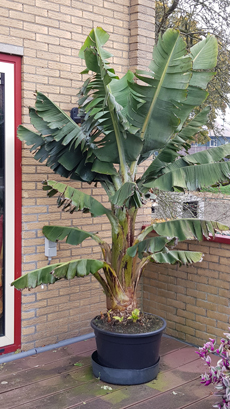 banaan-11-nov-2021.jpg