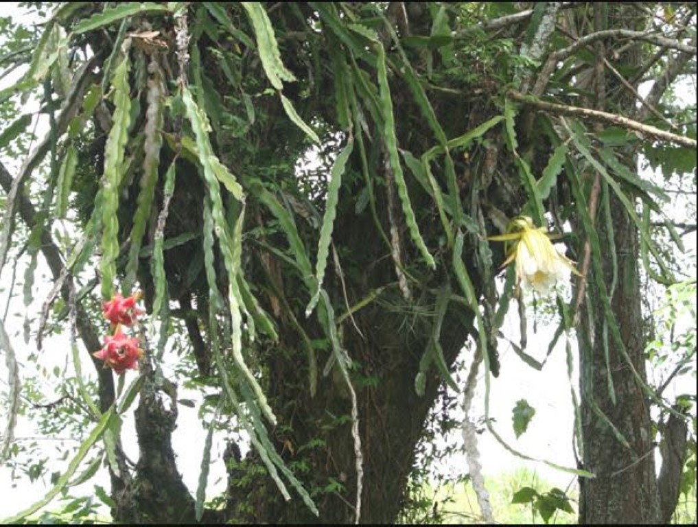 Hylocereus undatus in natuur Nicaragua 2 (Middel).JPG