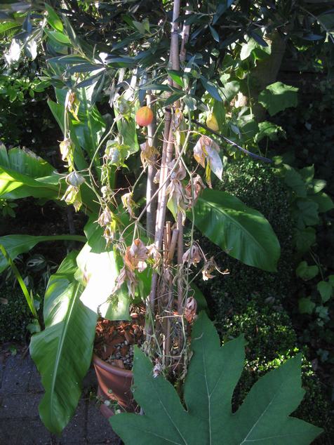 passieflora.JPG