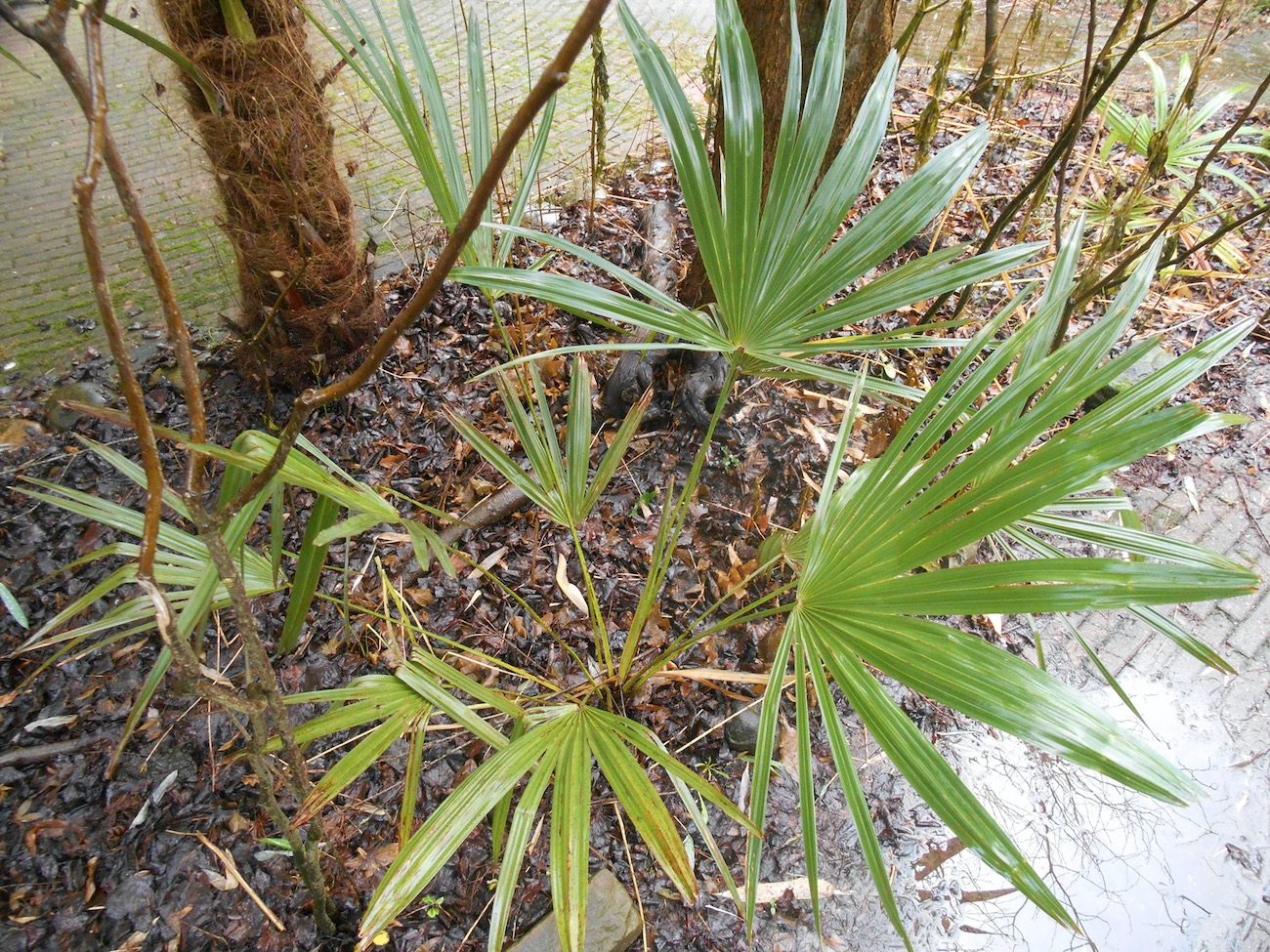 Trachycarpus takil 'Kalamuni'.jpeg