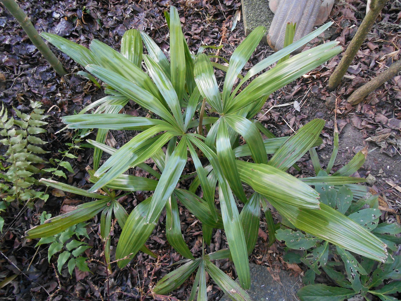 Rhapidophyllum hystrix.jpeg