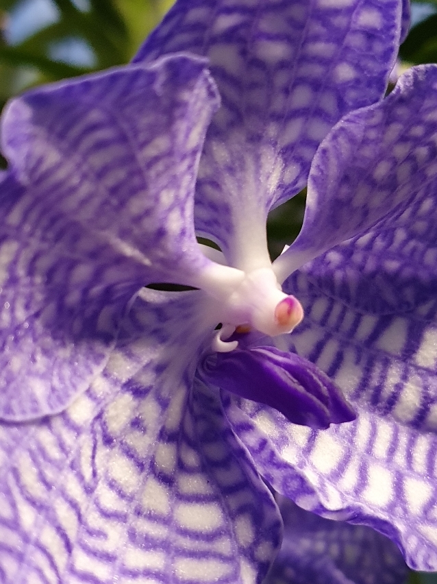 V coerulea sidelobe hooks.jpg