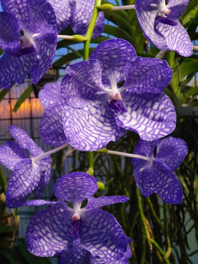 V coerulea 05feb22.jpg