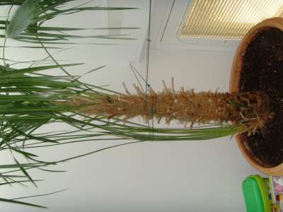 SNV32815-400.jpg