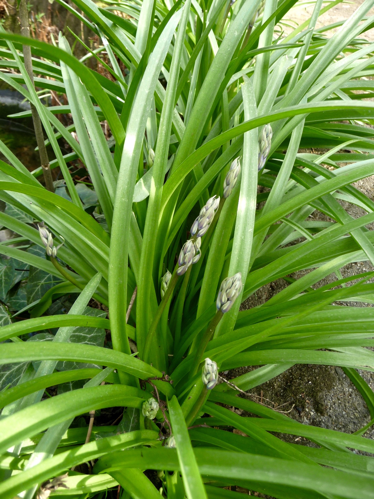 P1100613.jpg