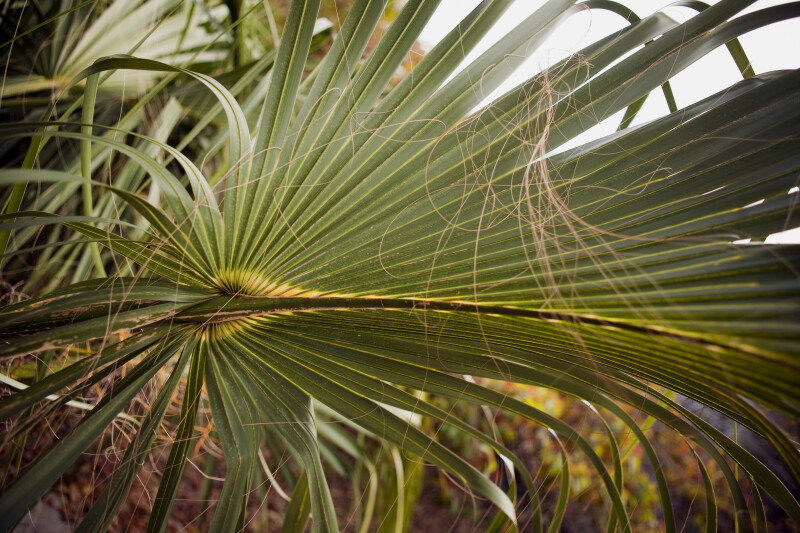 Sabal palmetto cabbage-palm-leaves draden aan blad.jpg