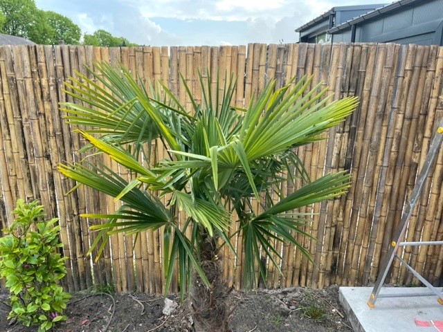 Palm na winter.jpg