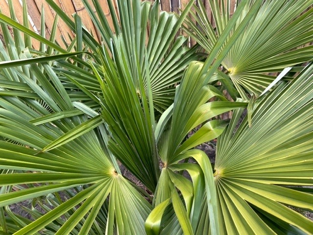 Palm kruin.jpg