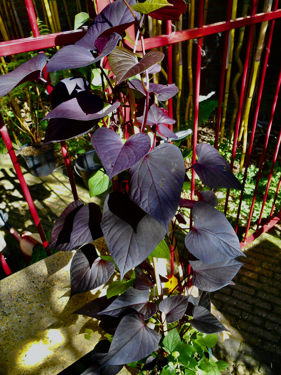 Ipomoea 'Black Heart'.jpeg